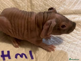Guinea Pig rodents Well handled skinny pigs. - Advert 14