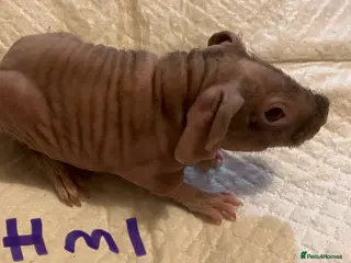 Guinea Pig rodents Well handled skinny pigs. - Advert 18