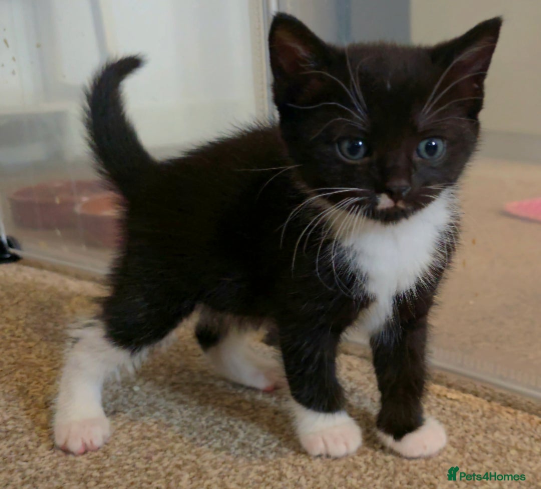 British Shorthair cats for sale: Black and tuxedo baby kittens in Bicester - Image 27