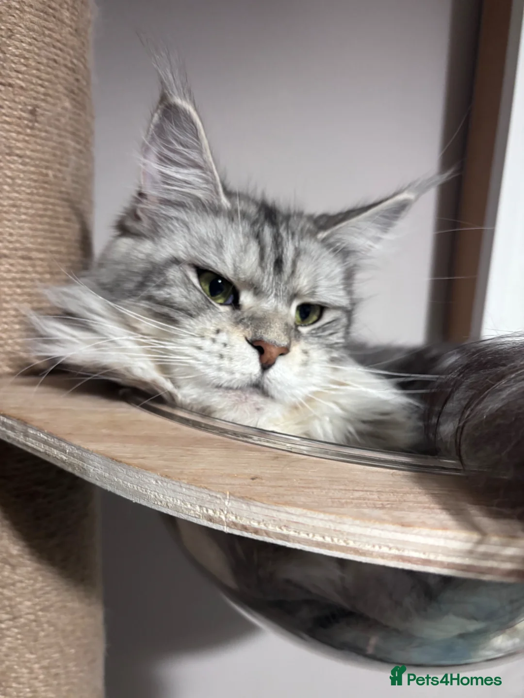 Maine Coon cats for sale: Stunning TICA Registered Mainecoons - Advert 2