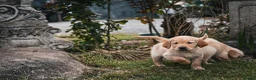 Golden Retriever dogs for sale: Traditional Dark Golden Retriever Puppy’s KC Reg - Advert 3