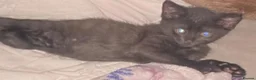 Mixed Breed cats for sale: Beautiful boy kitten - Advert 2