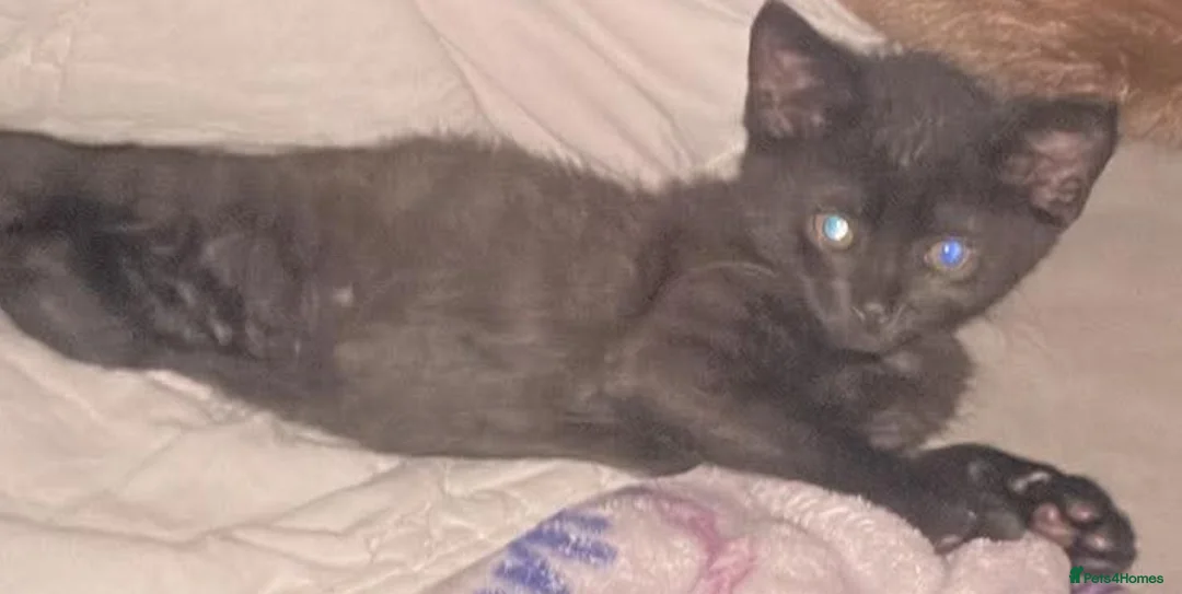 Mixed Breed cats for sale: Beautiful boy kitten - Advert 2