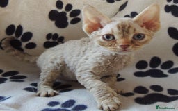 Devon Rex cats for sale: Beautiful Devon Rex Kittens - GCCF registered - Image 12