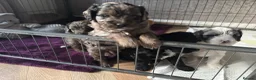 Cavapoo dogs for sale: 4 Beautiful Cavapoo puppies - Advert 13