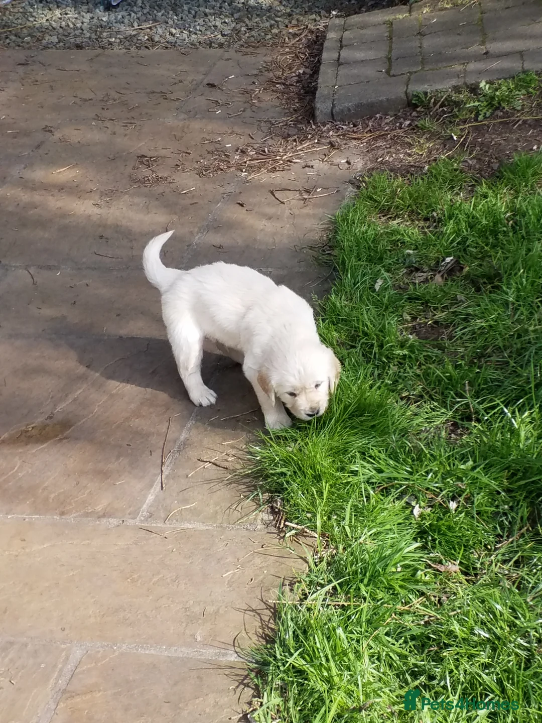 Golden Retriever dogs for sale: ** ALL PUPPIES ARE NOW RESERVED** - Advert 2