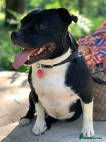 Staffordshire Bull Terrier dogs - Advert 4