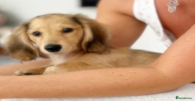 Miniature Dachshund dogs - Advert 10