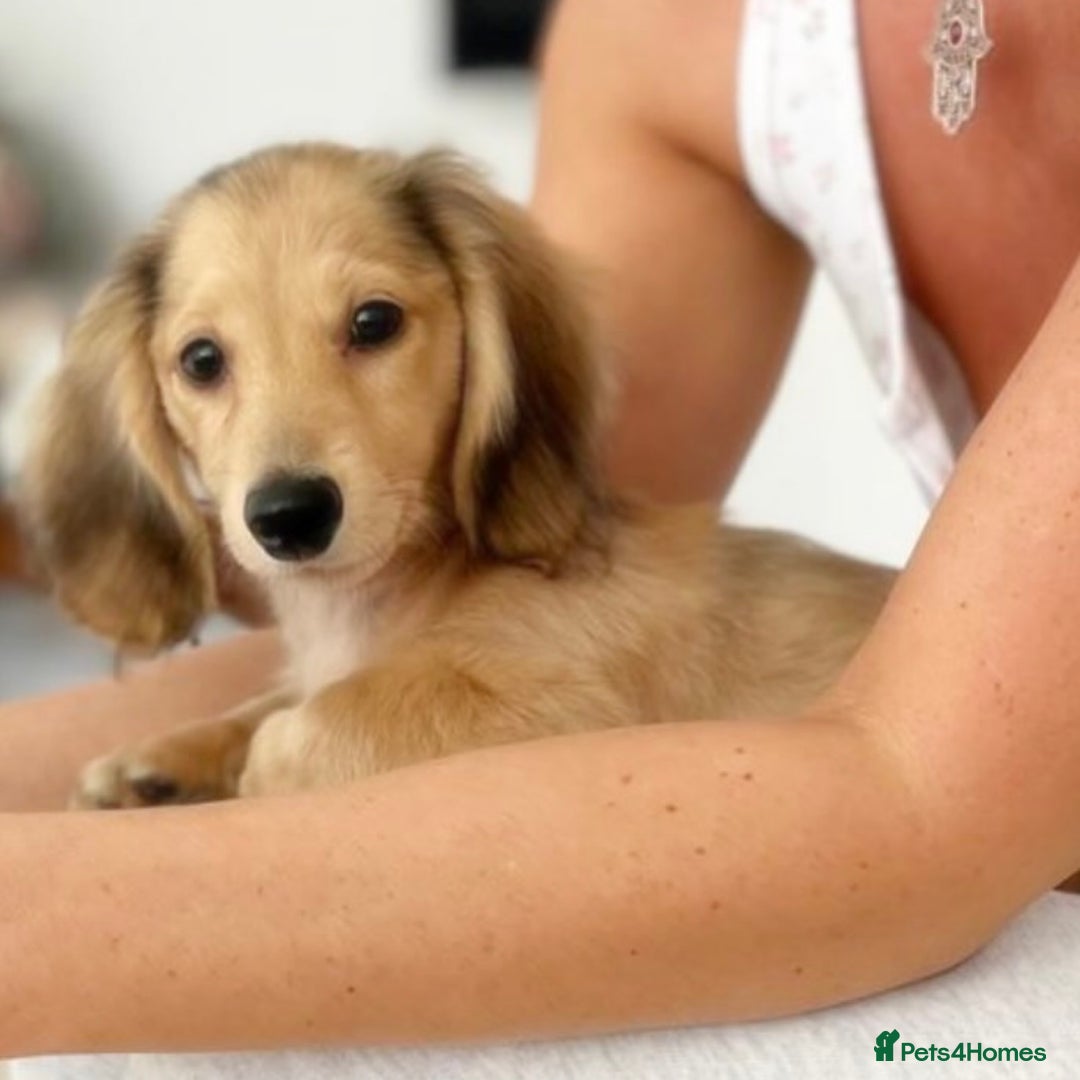 Miniature Dachshund dogs for sale: Dapple mini daxie puppy - Image 4