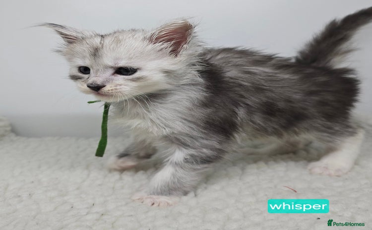 Maine Coon cats Maine Coon Kittens Silver Imported Shaded Lines - Advert 1