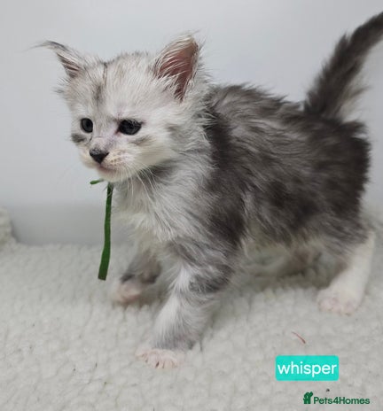 Maine Coon cats Maine Coon Kittens Silver Imported Shaded Lines - Advert 3