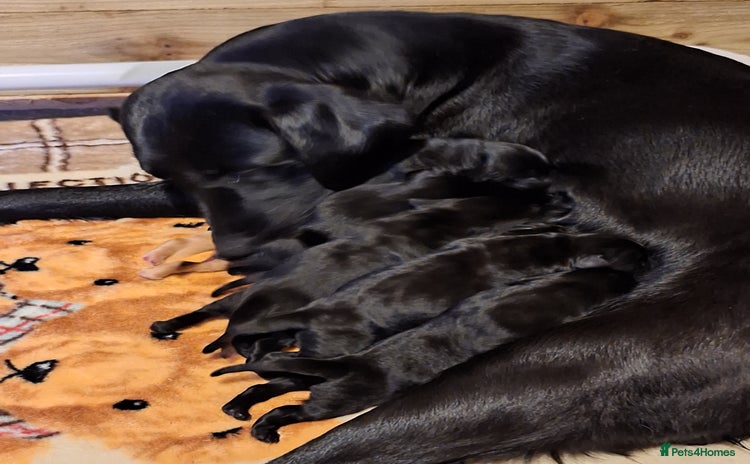Labrador Retriever dogs - Advert 2