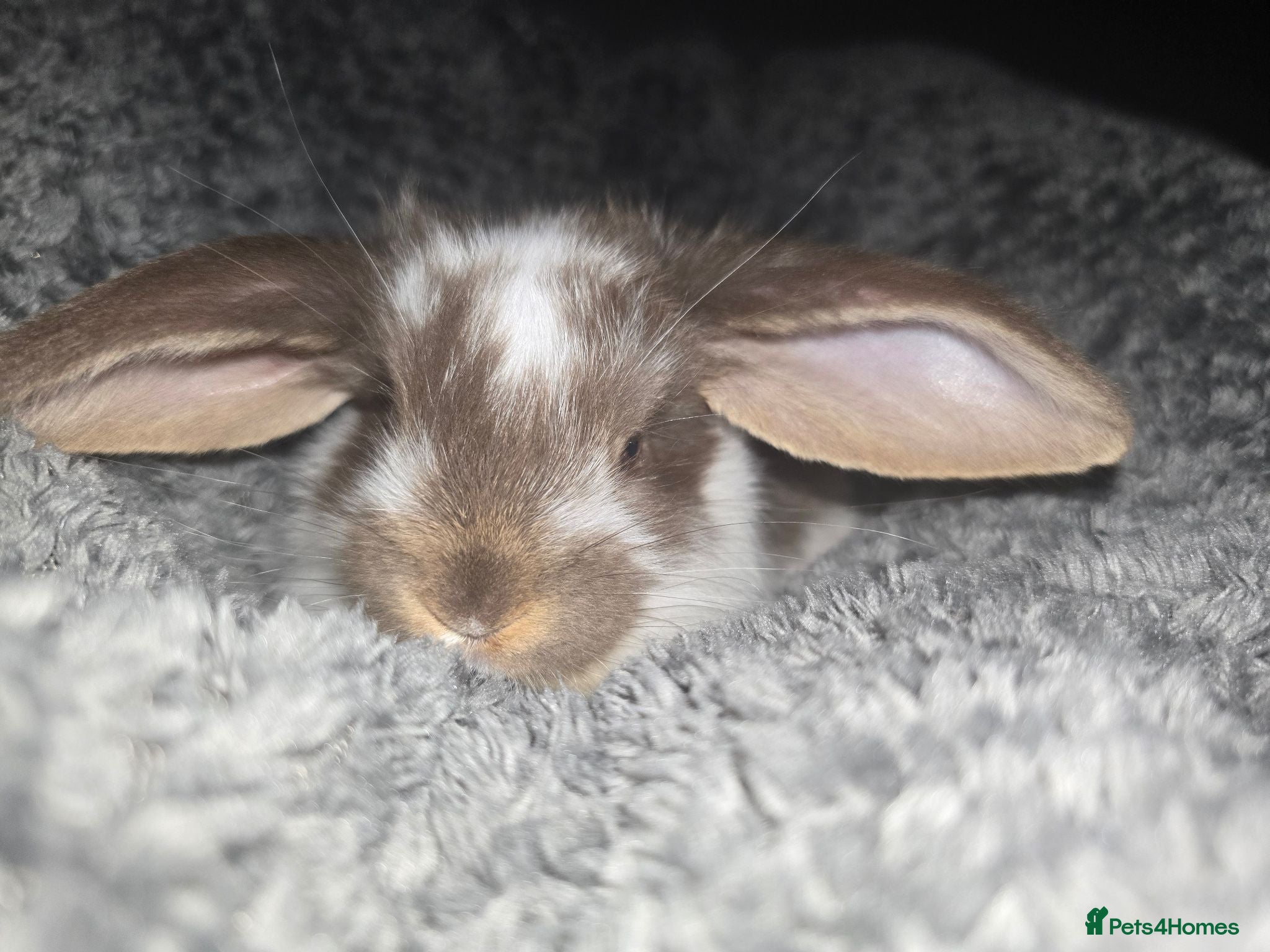 French Lop rabbits Pedigree French Lop - Advert 2