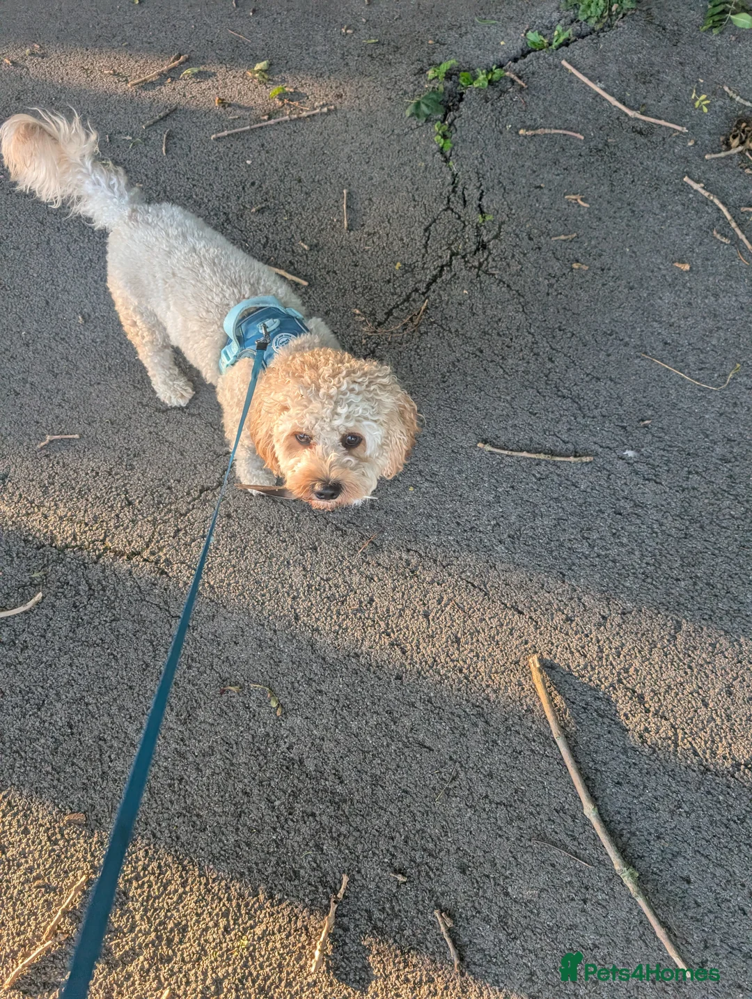 Cavapoo dogs for stud: Gorgeous Cavapoo Male for Stud - Advert 9