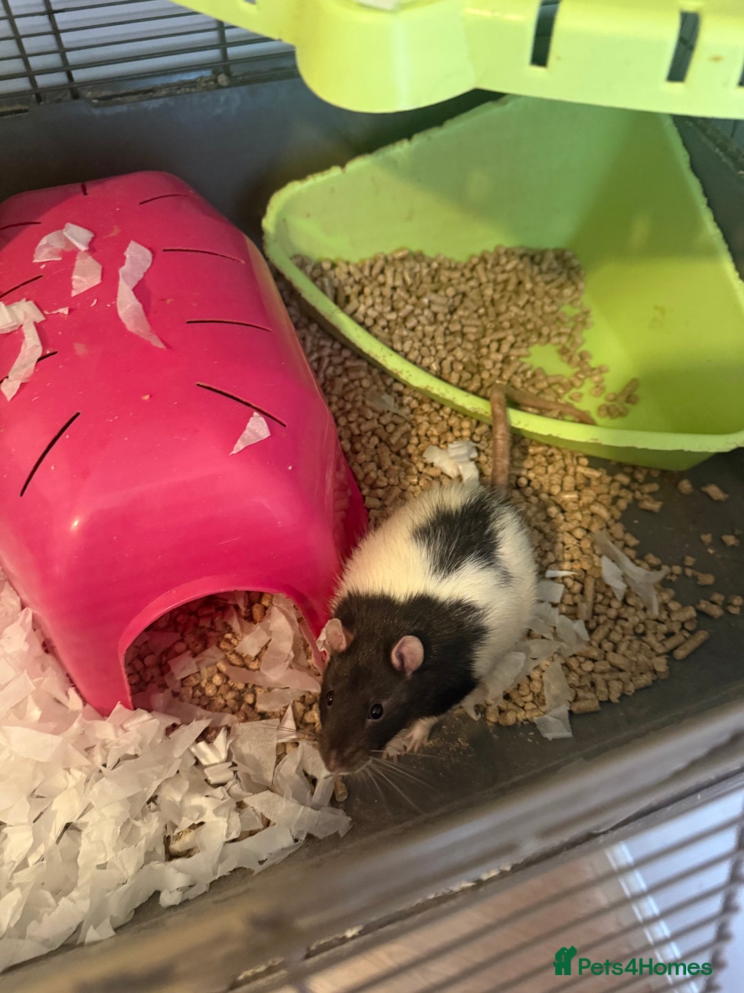 Rat rodents for sale: 2 male rats and set up  - Image 2