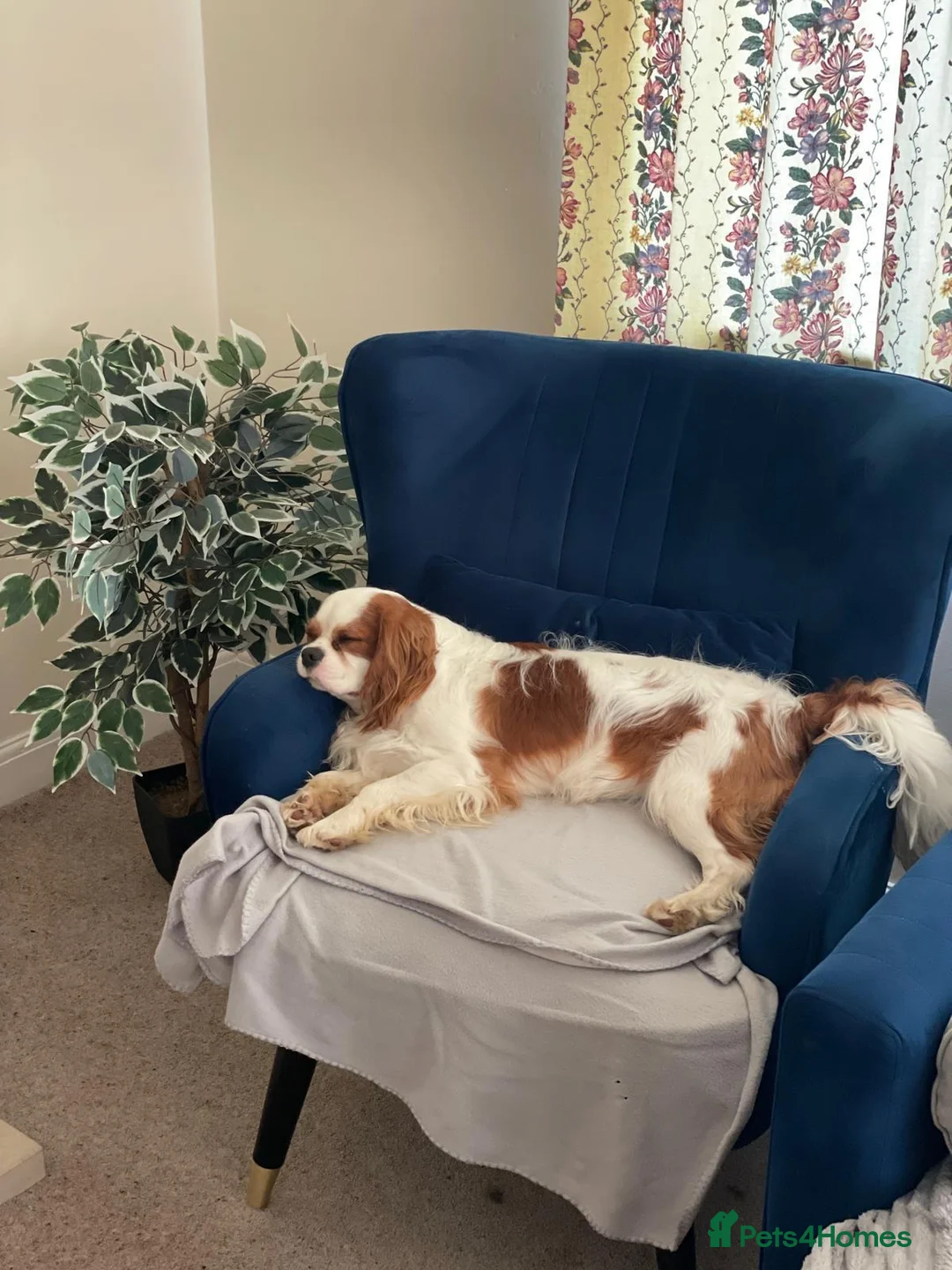 Cavalier King Charles Spaniel dogs for stud: US Import Stud - Health Tested & Chocolate Carrier - Advert 4