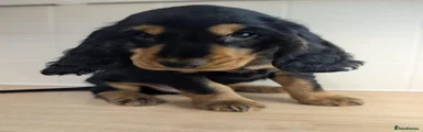 Bandit