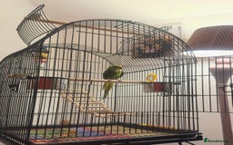 Ringnecks birds for sale: Male green ringneck parrot bird with cage - Image 2