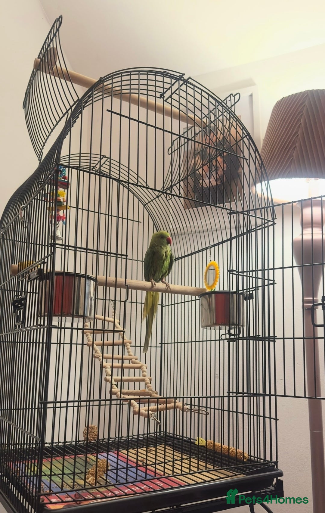 Ringnecks birds for sale: Male green ringneck parrot bird with cage - Image 2