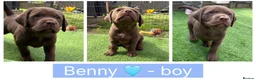 Labrador Retriever dogs for sale: Chunky chocolate family pet Labrador puppies - Advert 9