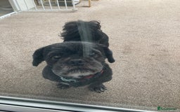 Shih Tzu dogs for stud: Dog for stud  - Image 5