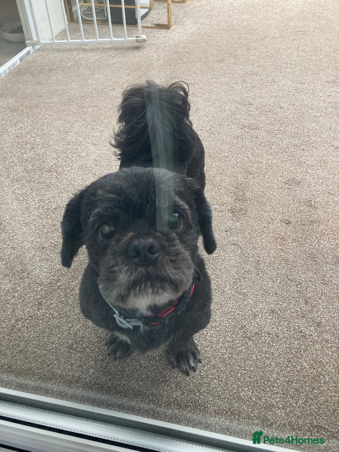 Shih Tzu dogs for stud: Dog for stud  - Image 5