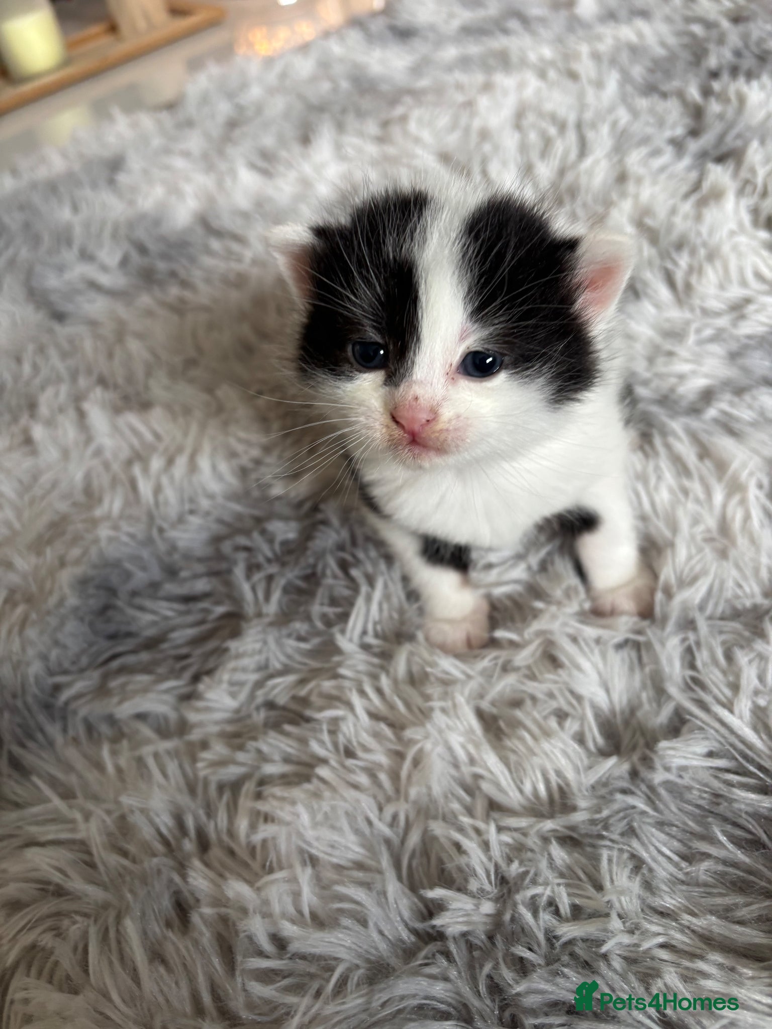 Mixed Breed cats 4 mixed breed kittens 2 female & 2 male - Advert 4