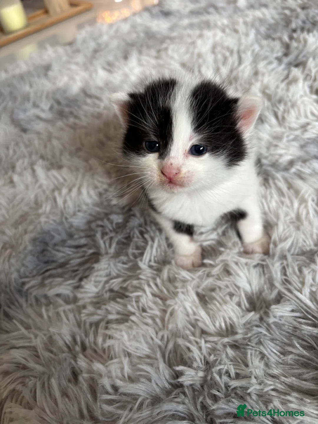 Mixed Breed cats for sale: 4 mixed breed kittens 2 female & 2 male - Advert 1