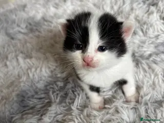 Mixed Breed cats 4 mixed breed kittens 2 female & 2 male - Advert 4