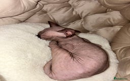 Sphynx cats for sale: Sphinx for sale Boy - Advert 7