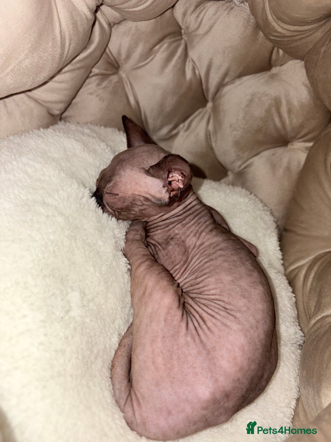 Sphynx cats for sale: Sphinx for sale Boy - Advert 7