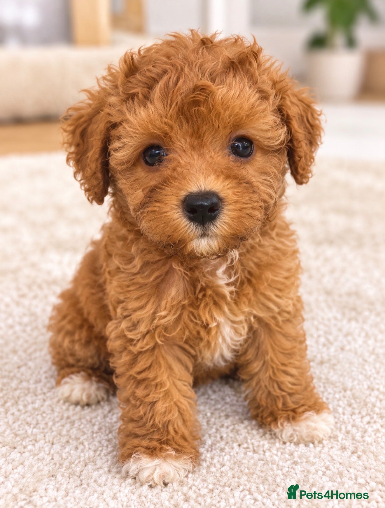 Maltipoo dogs 💫⭐️💥Beautiful Asian Maltipoo puppies💫⭐️💥 - Advert 2