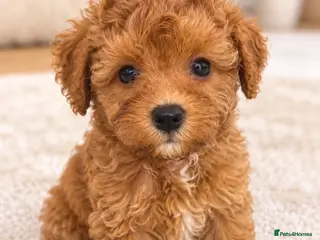 Maltipoo dogs 💫⭐️💥Beautiful Asian Maltipoo puppies💫⭐️💥 - Advert 1