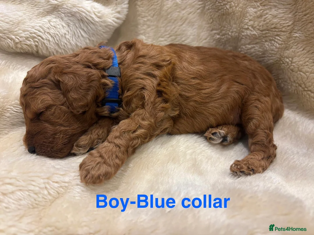 Cockapoo dogs for sale: 🐾 STUNNING F1B RED MINIATURE COCKAPOO PUPPIES  - Advert 7