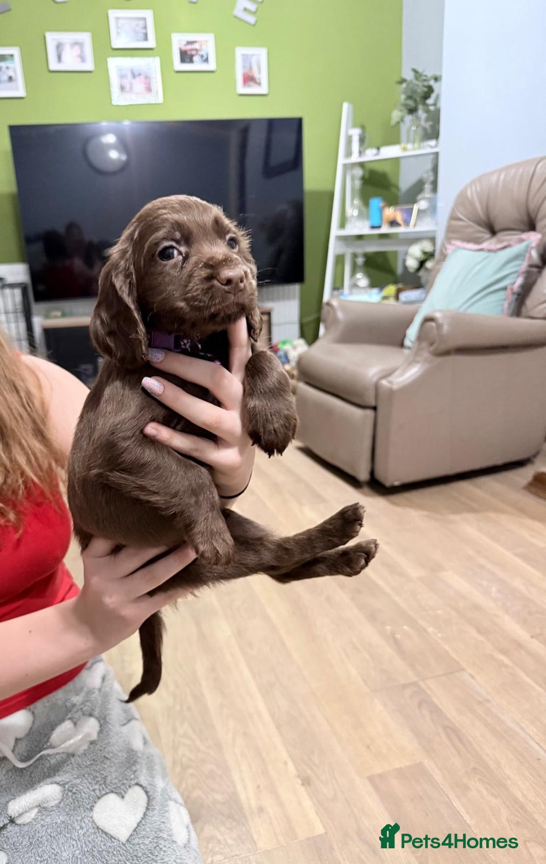 Sprocker dogs for sale: 4 LEFT Sprocker Spaniel Puppies EXCELLENT Breeding - Advert 27