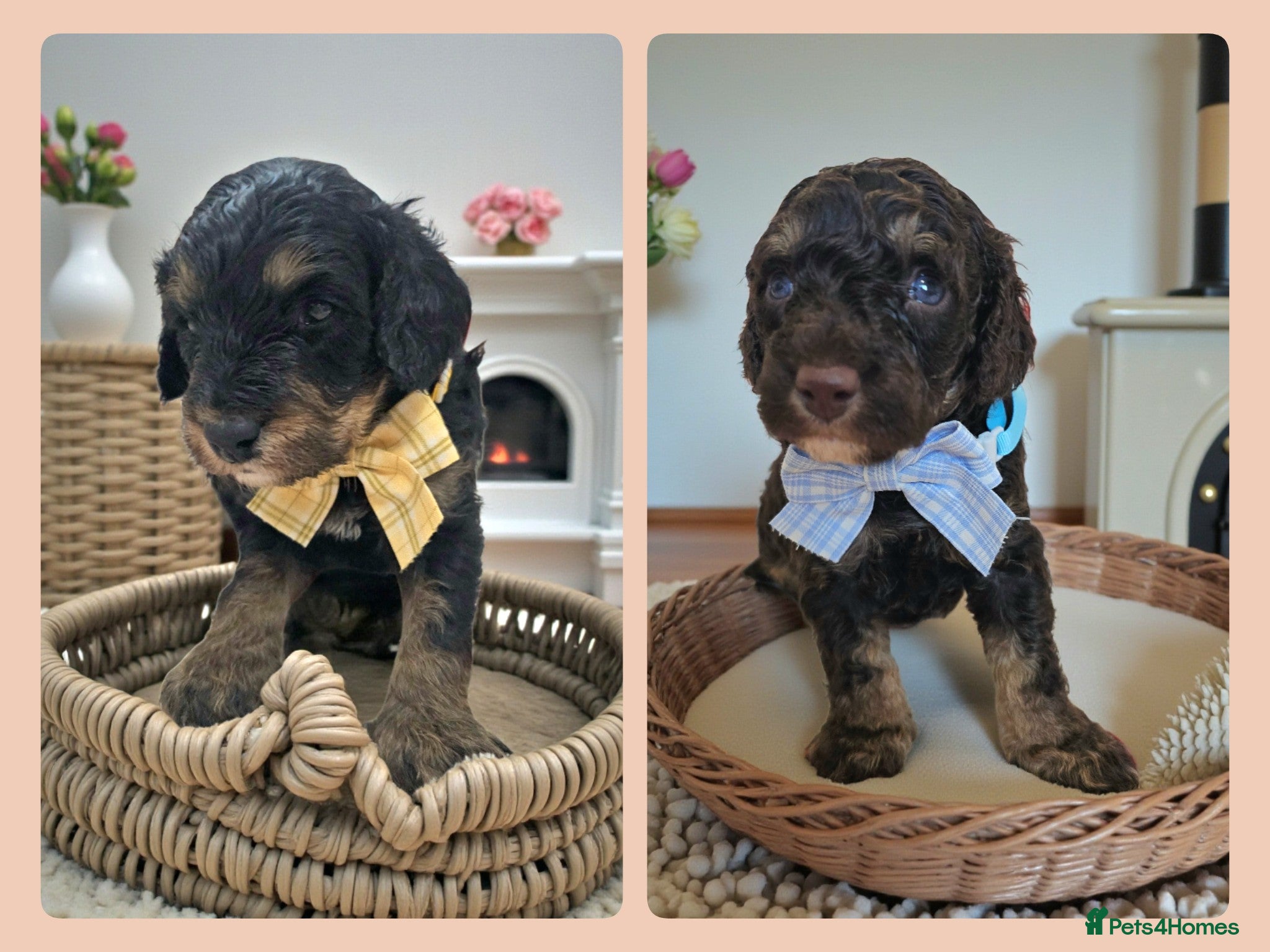 Cavapoo dogs STUNNING FULLY HEALTH TESTED F1B CAVAPOO  - Advert 2