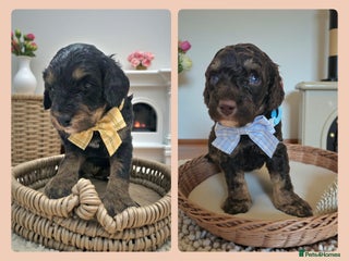 Cavapoo dogs STUNNING FULLY HEALTH TESTED F1B CAVAPOO - Advert 5