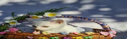 Scottish Fold cats for sale: 8 Scottish fold kittens - Advert 24