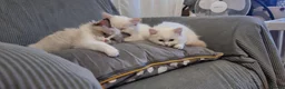 Ragdoll cats for sale: A very rare litter of kittens.  - Advert 9
