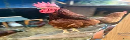 Chickens poultry for sale: Cockerels for rehoming  in Dudley - Advert 3