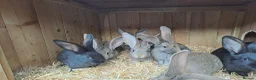 Continental Giant rabbits for sale: 10KG, Brc, show quality kits. MASSIVE  - Advert 4
