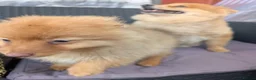 Pomeranian dogs for sale: 2 LEFT!! Purebred Cute fluffy Pomeranian Puppies! in Croydon - Advert 40