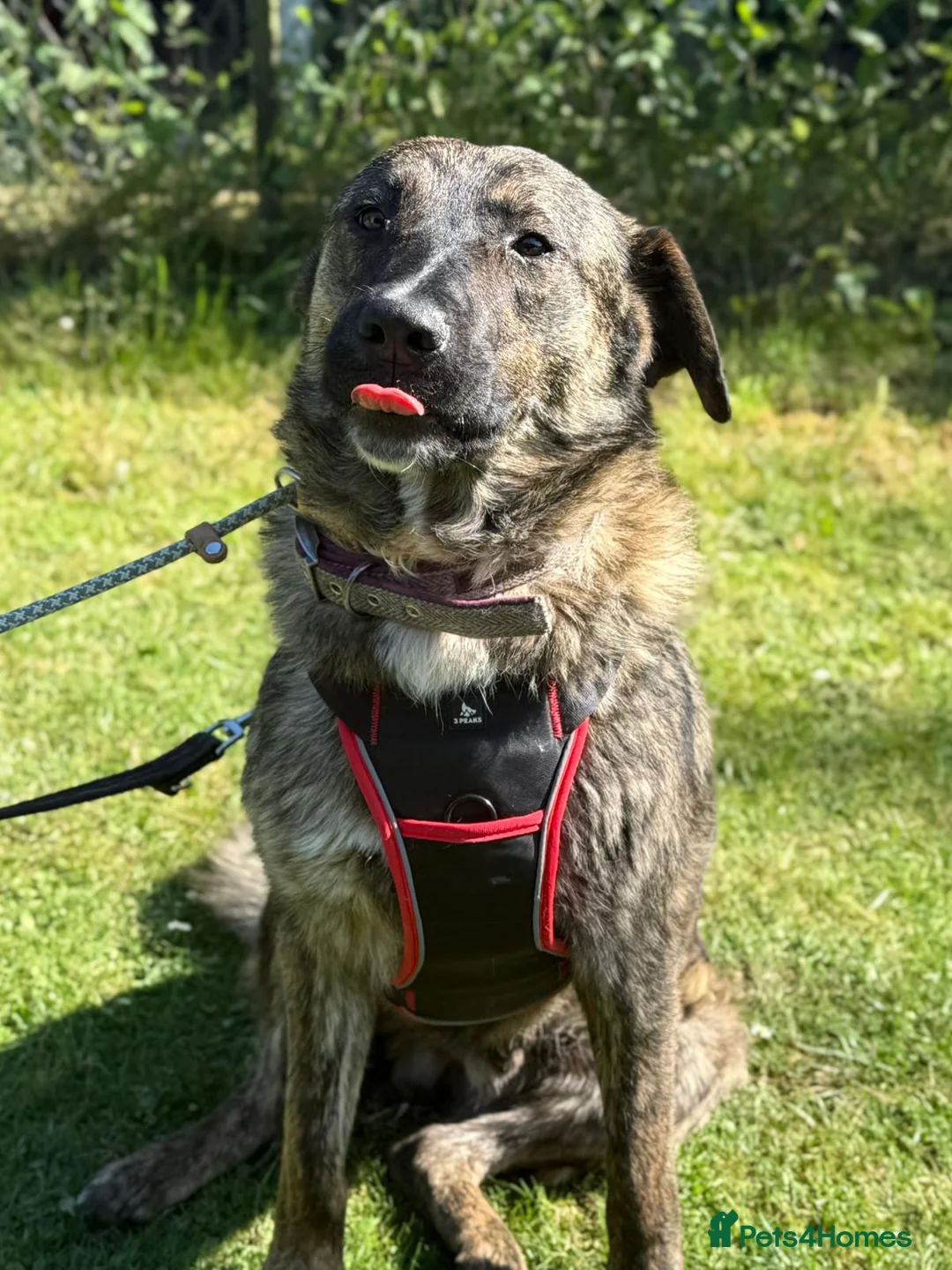 Mixed Breed dogs for sale: Adopt beautiful Bertie !!!  in Esher - Advert 2