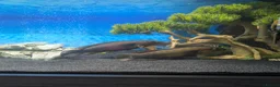 Cichlids fish for sale: 2 large Pike chichlids  in Orpington - Advert 2