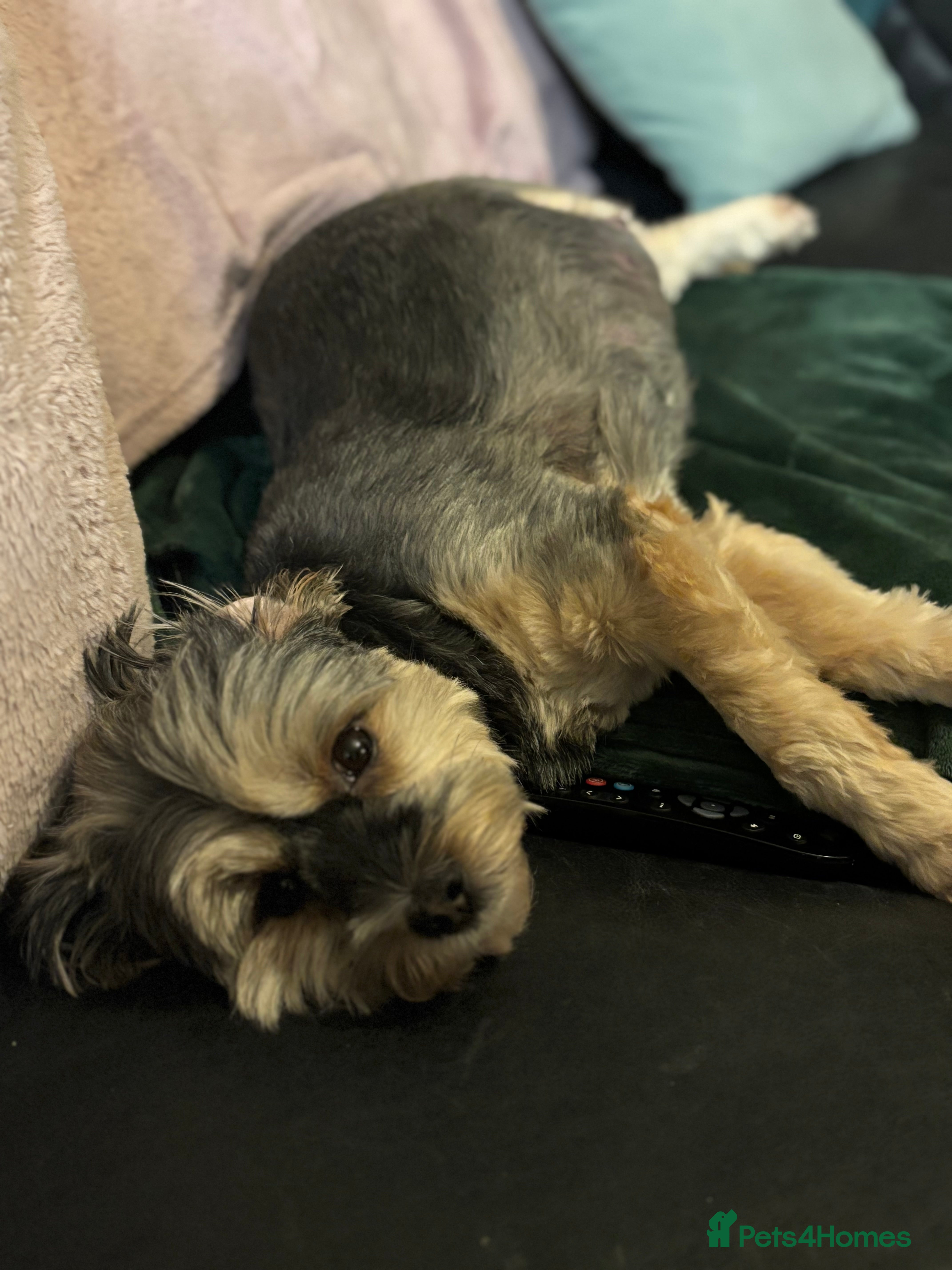 Mixed Breed dogs Now good to go . in Sheffield - Advert 1