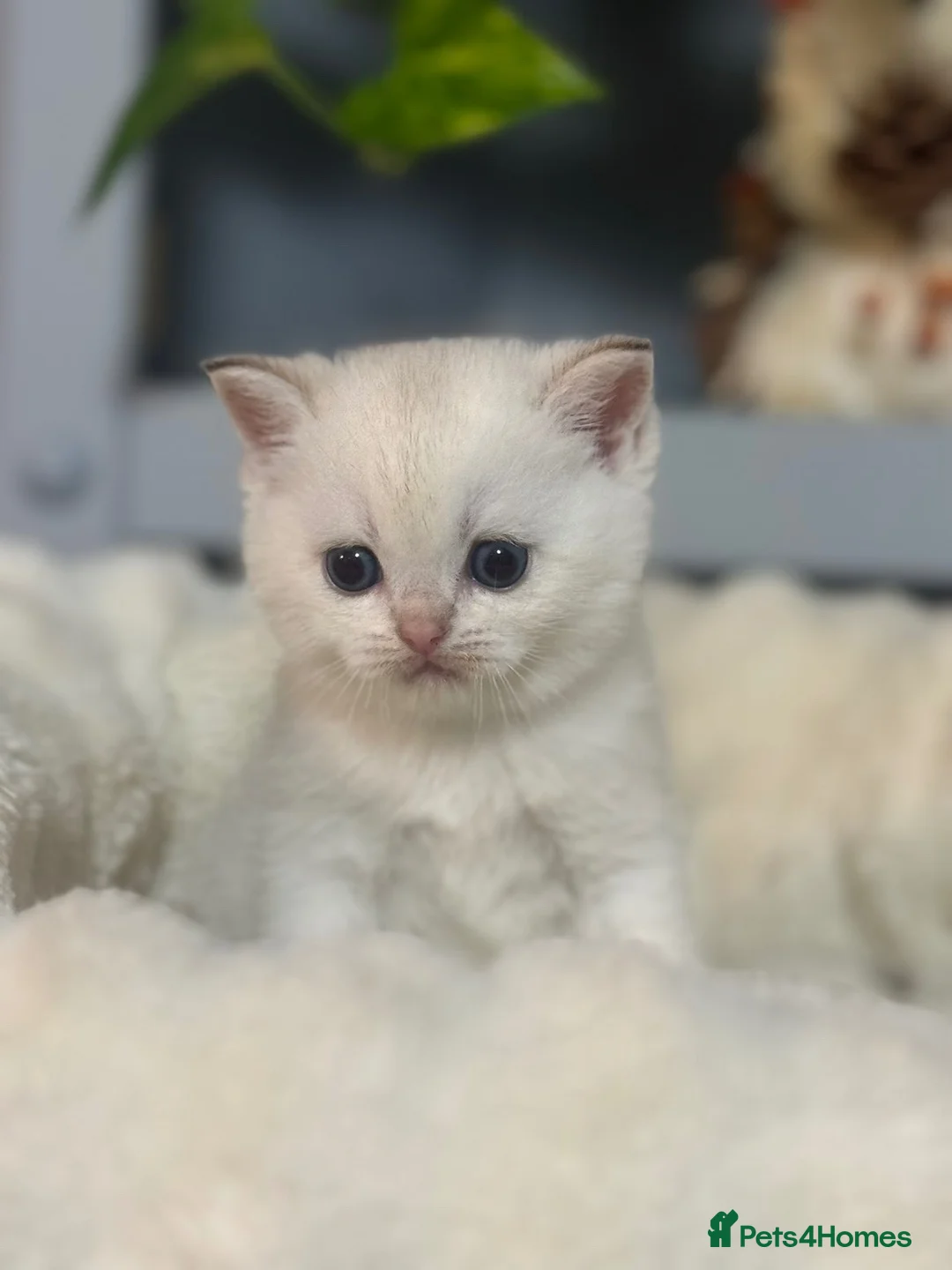 British Shorthair cats for sale: British Shorthair - Advert 13