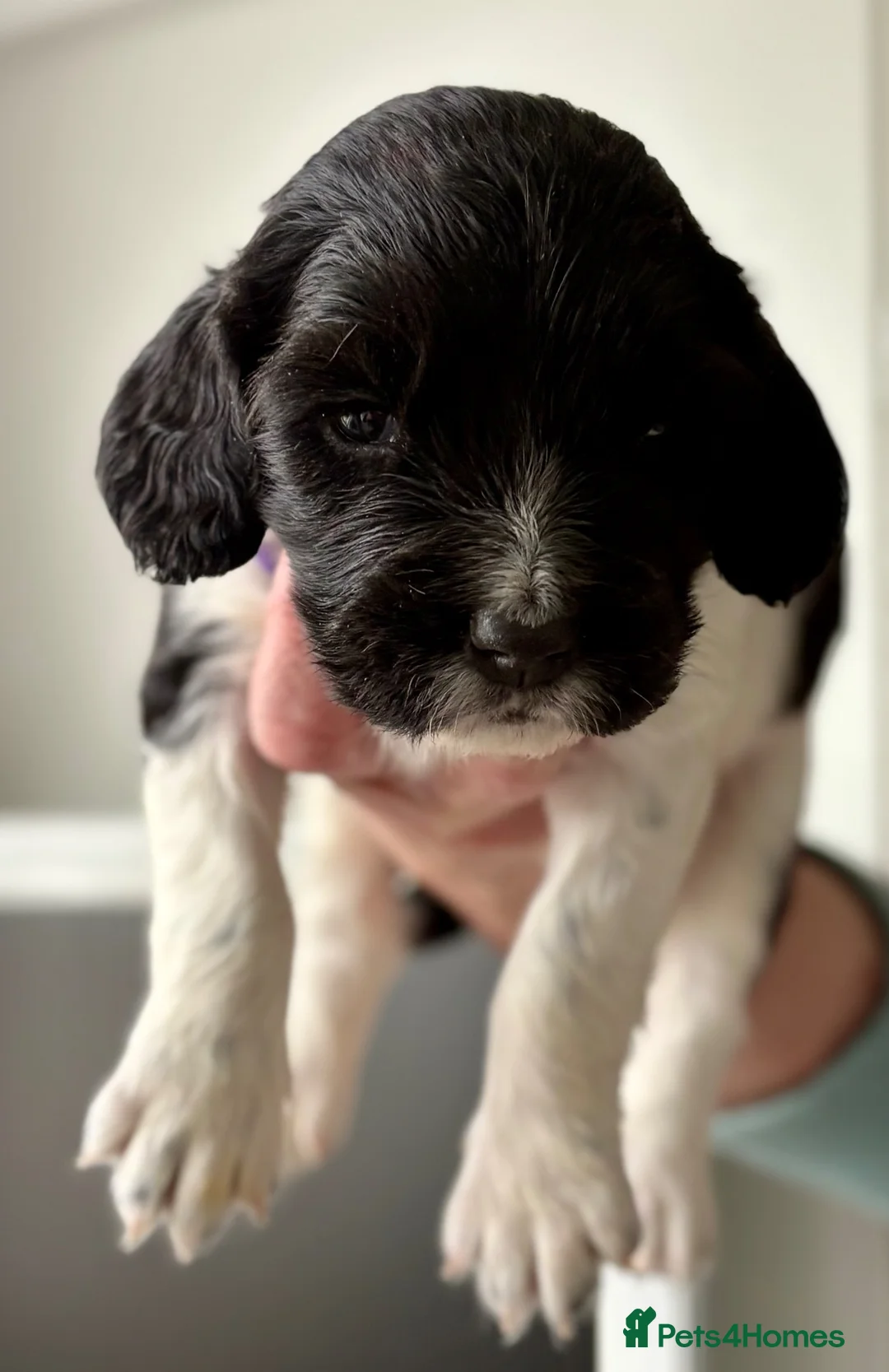 English Springer Spaniel dogs for sale: Outstanding litter looking for fantastic homes - Advert 2