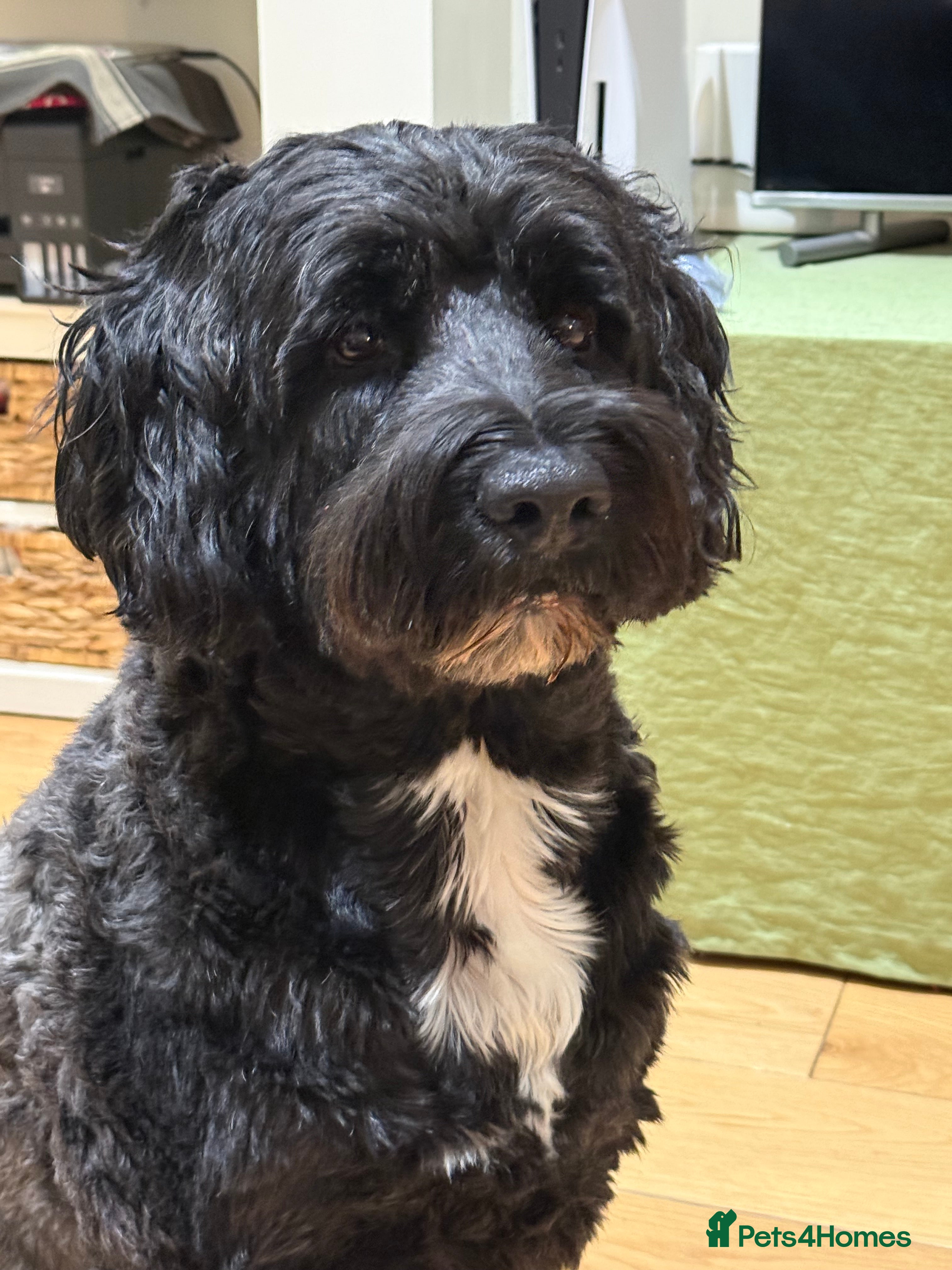 Portuguese Water Dog dogs Stud muffin lookin for lovin - Advert 1