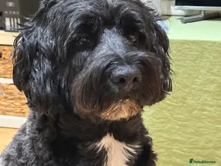 Portuguese Water Dog dogs Stud muffin lookin for lovin - Advert 17