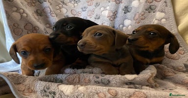 Miniature Dachshund dogs - Advert 5